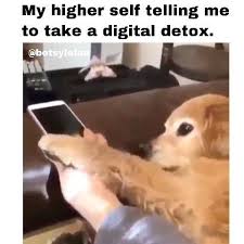 Meme d'un chien accro au telephone ayant besoin d'une désintoxication numérique